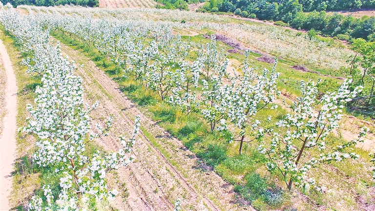 牡丹江：荒山变果园 花开引客来_fororder_888