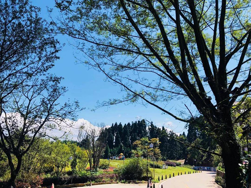 眉山洪雅县：走进森林康养 再战全域旅游示范_fororder_森林康养-供图洪雅县委宣传部