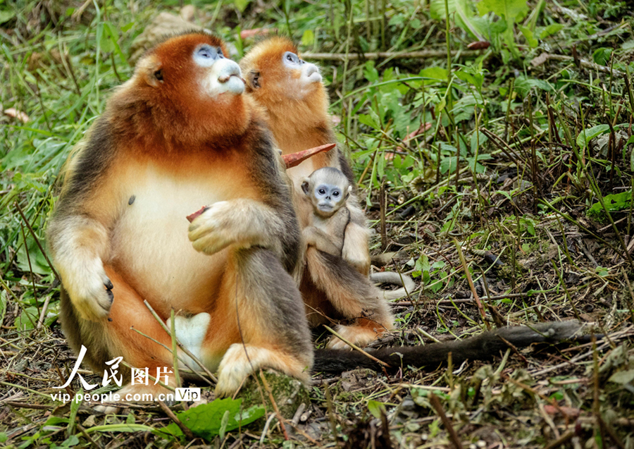 キンシコウの様々な姿を見てみよう！　四川省平武_fororder_FOREIGN202106041031000090698854646