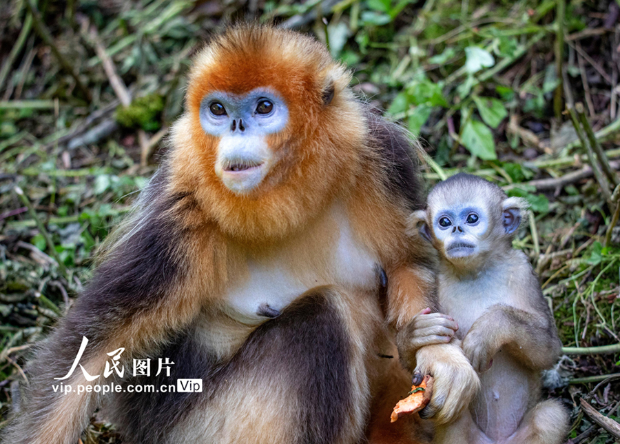 キンシコウの様々な姿を見てみよう！　四川省平武_fororder_FOREIGN202106041031000097185309252