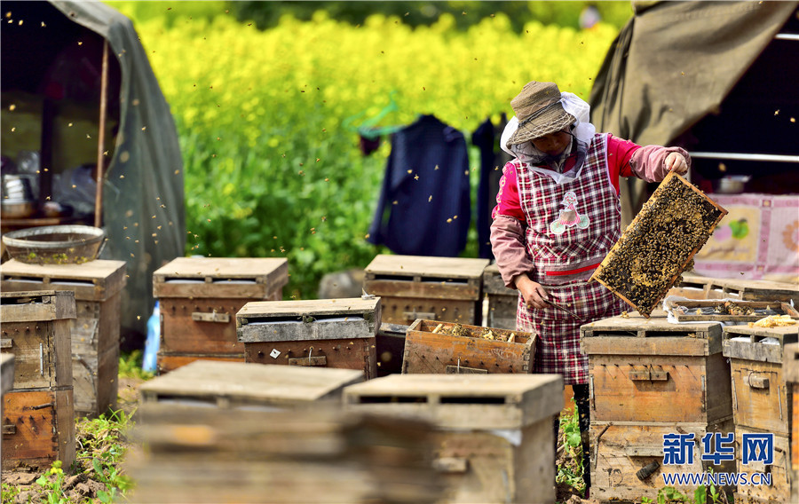 【城市遠洋】重慶石柱：小蜜蜂托起鄉村振興大夢想