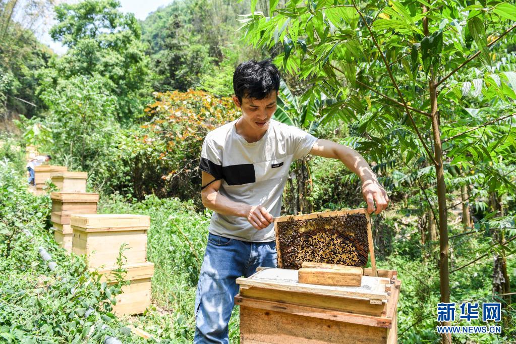 廣西：走好生態脫貧路 讓荒山披綠窮嶺生金