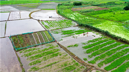 Butil sa Tainga: abalang panahon ng pagsasaka, katangi-tanging tradisyon at masasarap na pagkain_fororder_VCG111332951571