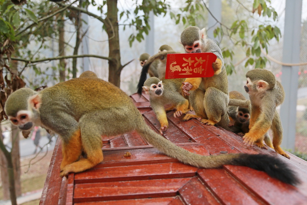 重庆动物园饲养员给猴子发“美食红包”遭争抢