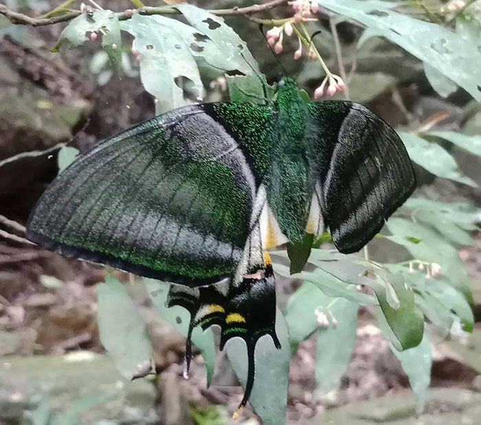 广西大明山发现世界珍贵蝶种金斑喙凤蝶