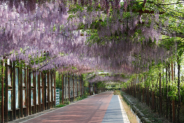 成都新都区芳华微马公园:打造特色乡村生态主题公园-国际在线