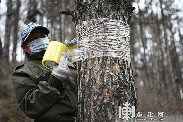 松樹上纏膠帶 黑龍江林區職工維護森林生態有“高招兒”