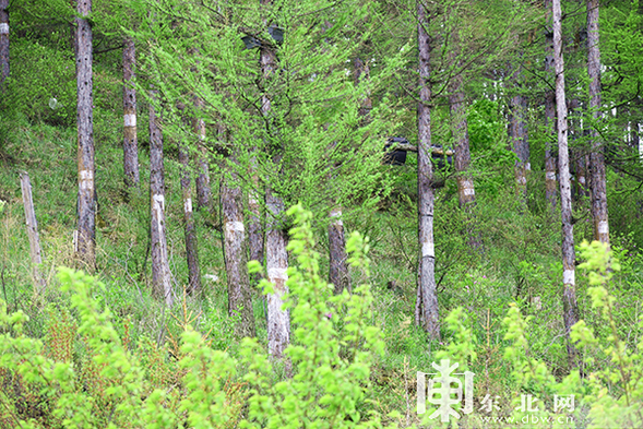 松樹上纏膠帶 黑龍江林區職工維護森林生態有“高招兒”