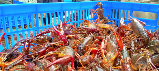 贵州省六盘水市六枝特区落别乡的佳和水产养殖基地捞捕上来的小龙虾