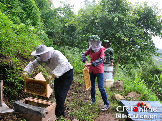 已过审【区县联动】【綦江】綦江夫妇闲暇养蜂成专业人士 丰厚收成给生活添彩【区县联动】【綦江】綦江夫妇闲暇养蜂成专业人士