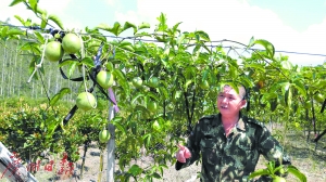 图片默认标题_fororder_种植大户陈建凡种植的百香果。