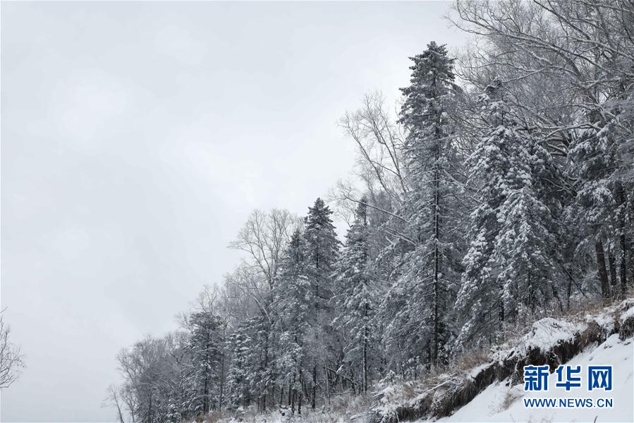 牡丹江市雪染层林