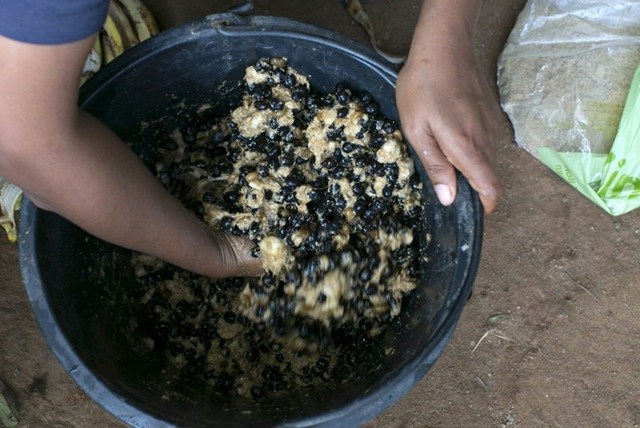 泰国现"象屎咖啡" 比猫屎咖啡贵一倍多(组图)