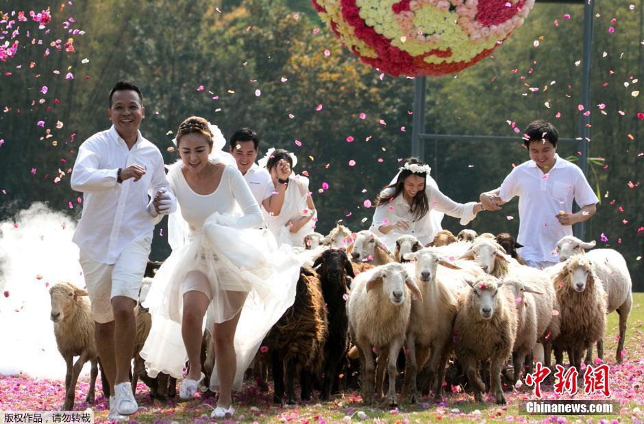 泰国夫妇度假区举办婚礼 羊马围绕大玩“天女散花”