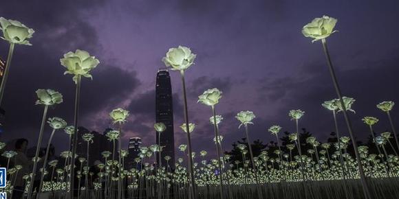 香港玫瑰灯海点亮维港