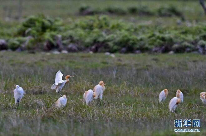Burung Pucung Singgah, Tambah Kedinamikan Taman Geologi di Tibet_fororder_6b