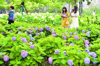 南京：繡球公園繡球花開