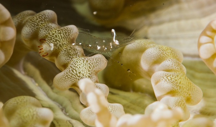 世界上最小的虾的图片图片