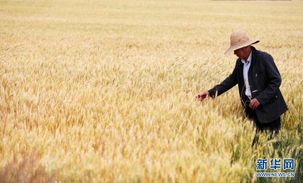 今夏の穀物も再び豊作の見込み_fororder_FOREIGN202105271431000487203998701