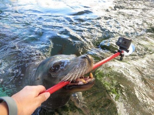 太时髦！海狮也用上“自拍杆” 拍摄水底视频(图)