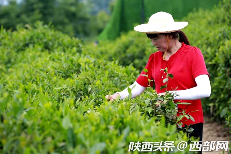 （轉載）第二屆陜西網上茶博會走進平利：賞鄉村美景 品安康富硒茶