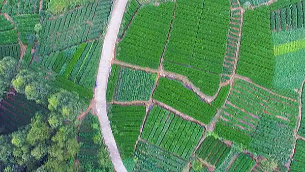 眉山青神：茶香飄沃野 産業促振興_fororder_茶園飄香-供圖-青神縣委宣傳部