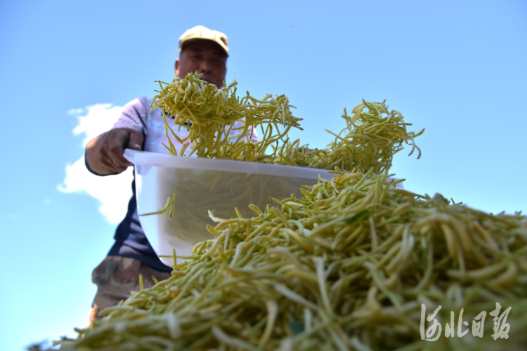 河北唐山丰润区：“金银花”铺就致富路