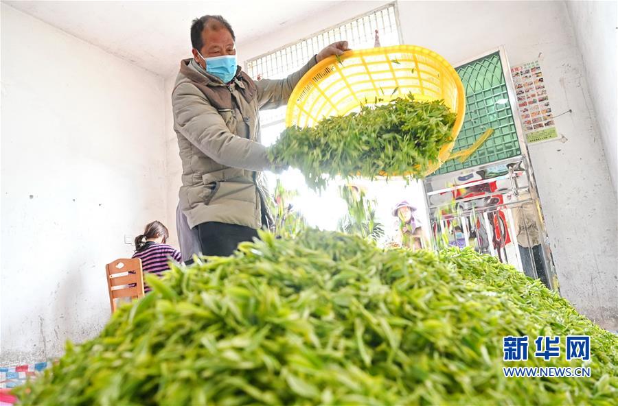 福建政和：茶産業助農民脫貧致富