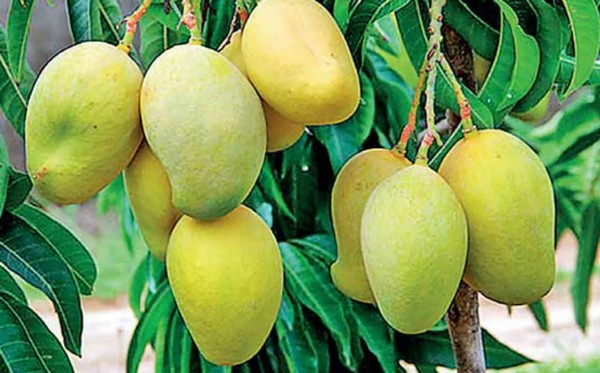 গুণের শেষ নেই আমের_fororder_shegnwu2