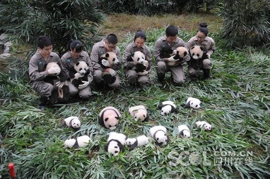 2017级大熊猫宝宝集体亮相