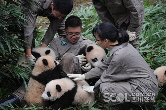 2017級大熊貓寶寶集體亮相