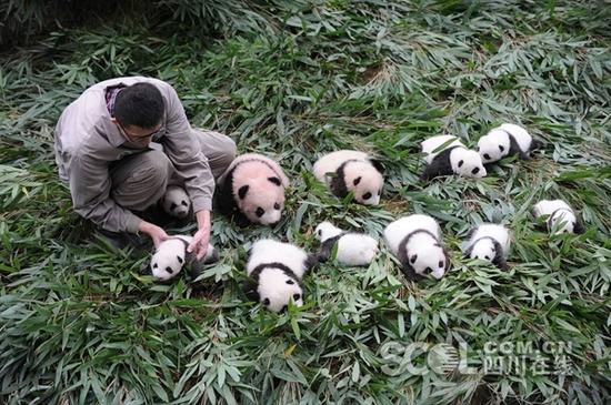 2017級大熊貓寶寶集體亮相