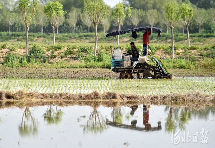 河北靈壽：滹沱河畔水稻種植忙