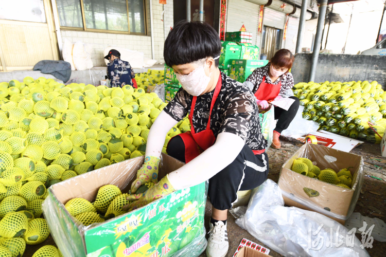 河北新乐：大棚甜瓜“甜”农家