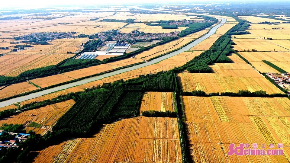聊城：金色麦田美如画