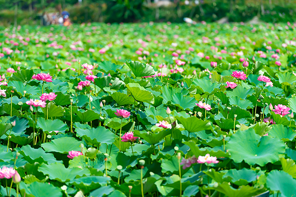 魅力盐都·安逸灯城|观彩灯、看恐龙、品美食 端午快来自贡狂欢吧_fororder_9五彩荷园（摄影-廖志全）