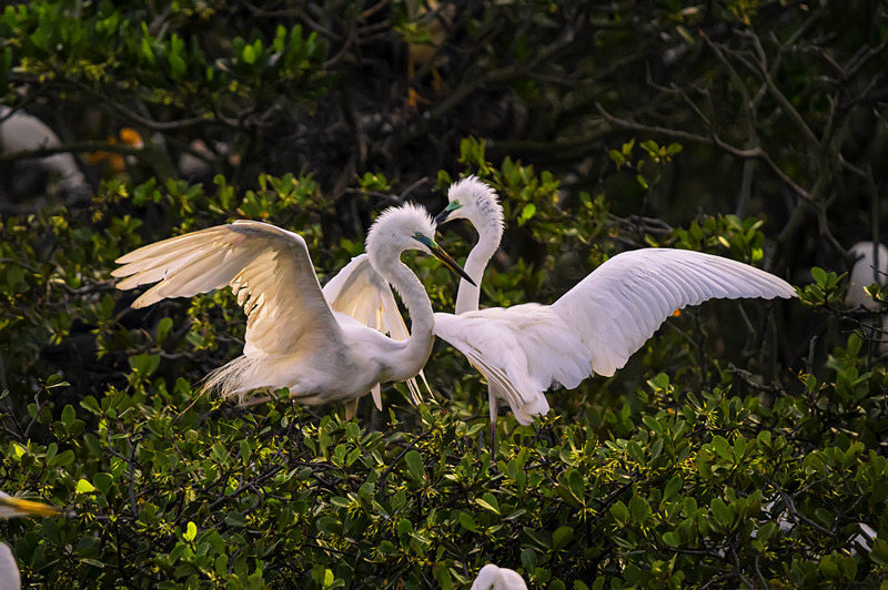 廣西欽州：海邊紅樹林 白鷺棲息地