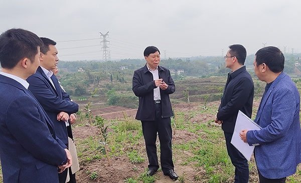 在该县富世街道联合村和邓井关街道新湾村,邹登权实地察看联合村柑橘