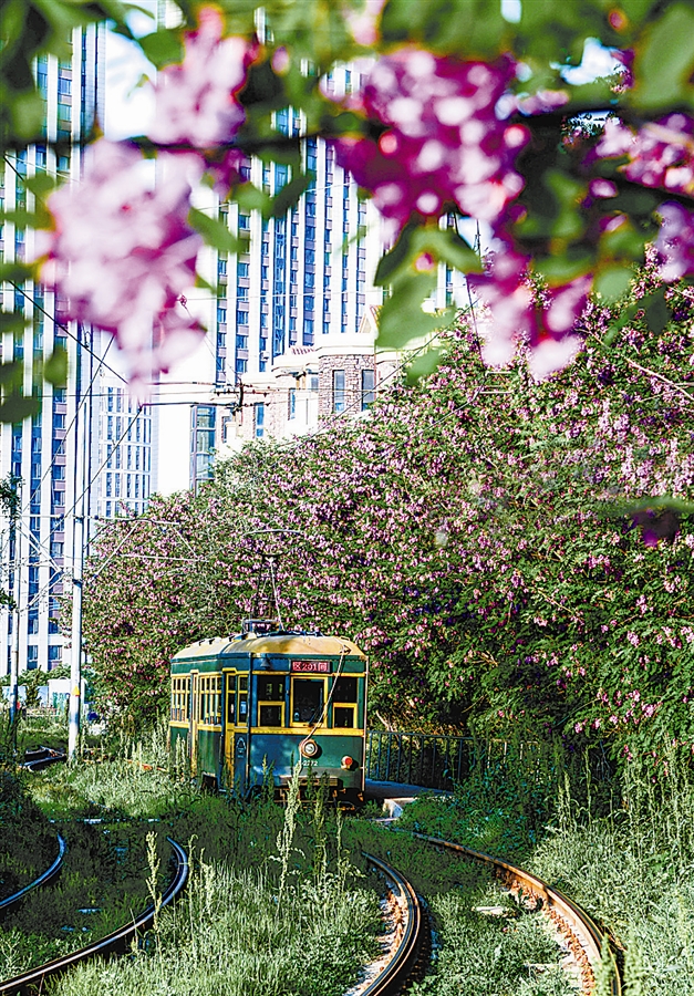 大连：槐花飘香