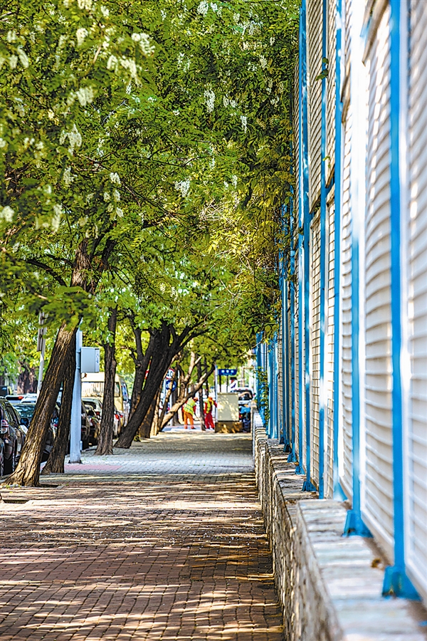 大连：槐花飘香