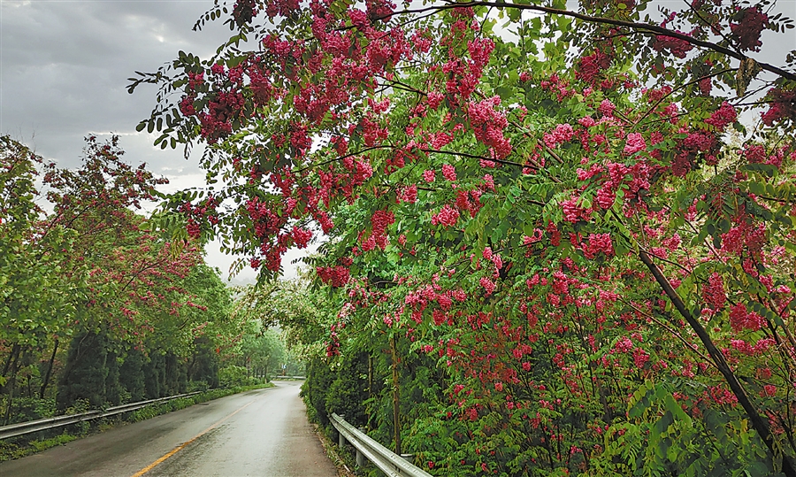 大连：槐花飘香