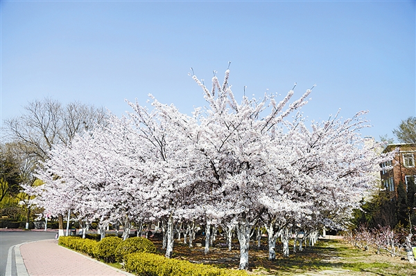 大连：满园春色关不住 高校邀你云赏花
