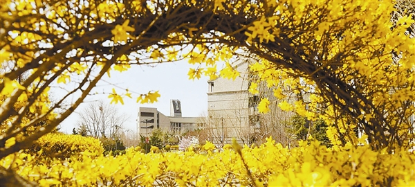 大连：满园春色关不住 高校邀你云赏花