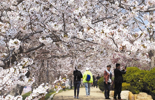 櫻花如期綻放 “天使”免費入園