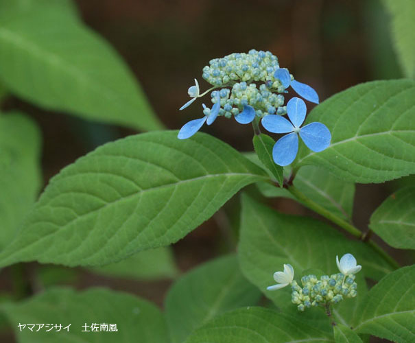 6月1日　火曜日_fororder_（06月）土佐南風