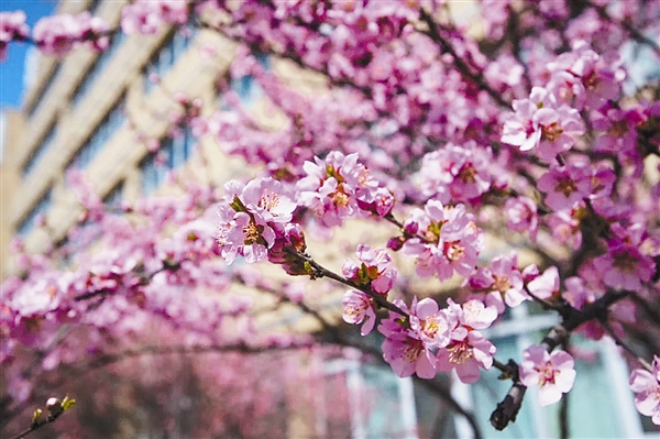 大连：满园春色关不住 高校邀你云赏花