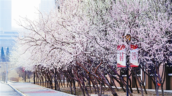 大连：满园春色关不住 高校邀你云赏花