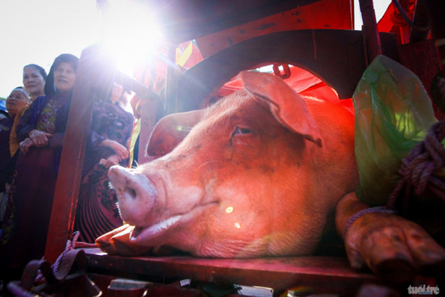 越南春节延续刀劈活猪传统 场面血腥饱受批评(组图)