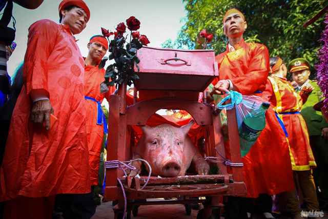 越南春节延续刀劈活猪传统 场面血腥饱受批评(组图)