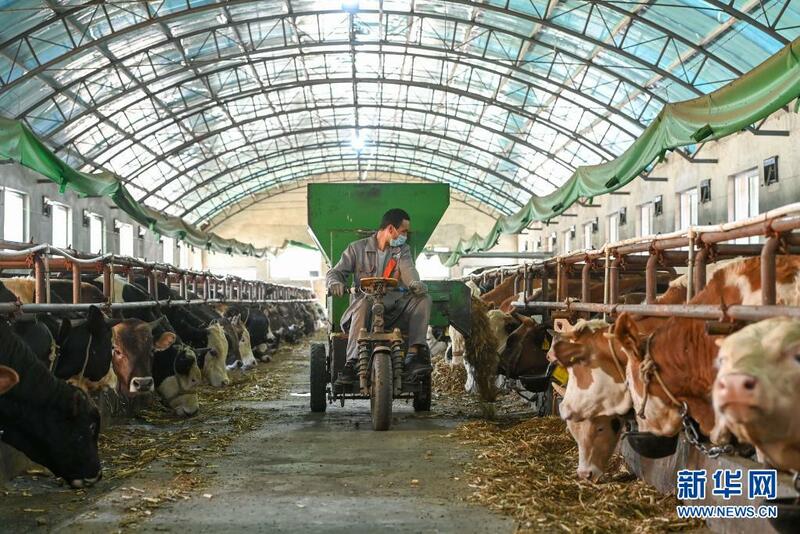 An kyautata sha’anin kiwon dabbobi da fasahohin zamani a gundumar Yining ta jihar Xinjiang_fororder_1